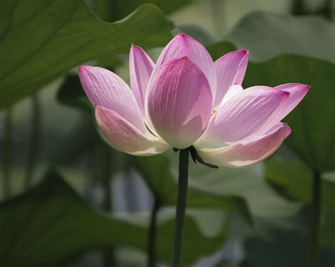  De Bloeiende Lotus vijver! Een diepe duik in de symboliek van Siam